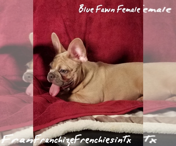 Medium Photo #15 French Bulldog Puppy For Sale in HOUSTON, TX, USA