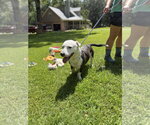 Small #4 Mutt