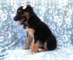 Small Photo #8 Australian Shepherd-English Shepherd Mix Puppy For Sale in LAKELAND, FL, USA