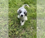 Small #5 Aussiedoodle