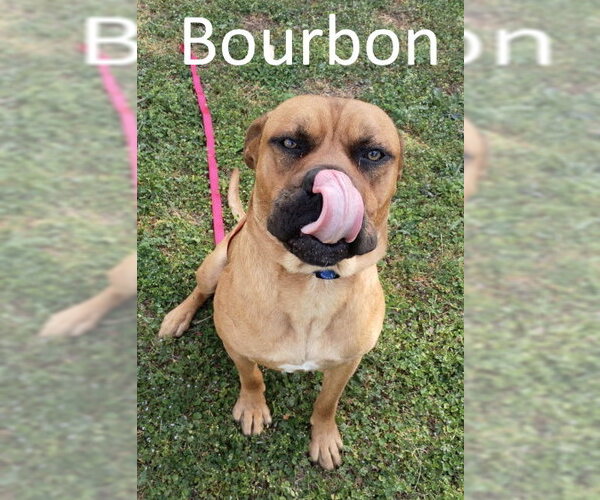 Medium Photo #1 Boxer-Mastiff Mix Puppy For Sale in Mountain View, AR, USA