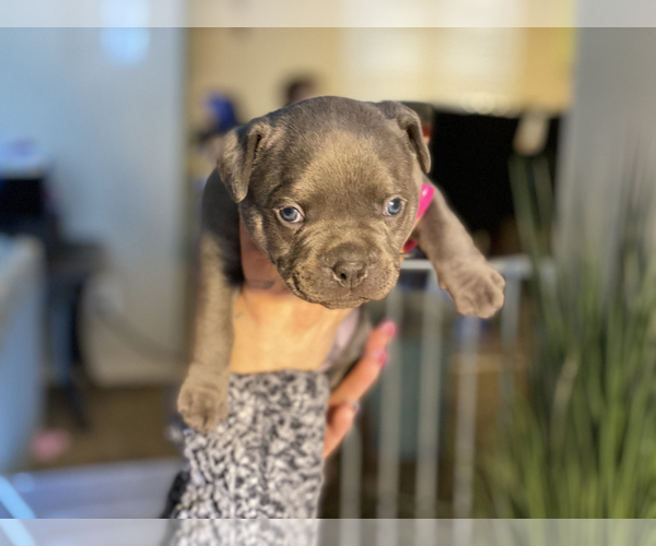 Medium Photo #9 American Bully Puppy For Sale in OVERLAND, KS, USA