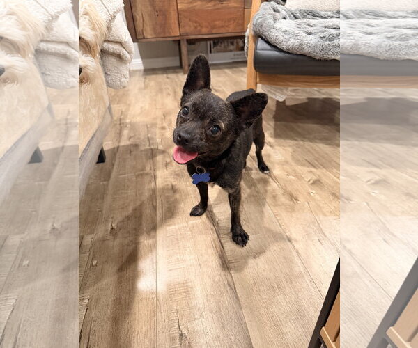 Medium Photo #1 French Bulldog Puppy For Sale in Menifee, CA, USA