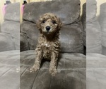Small Photo #7 Poodle (Miniature) Puppy For Sale in AKELEY, MN, USA
