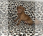 Small #15 American Pit Bull Terrier