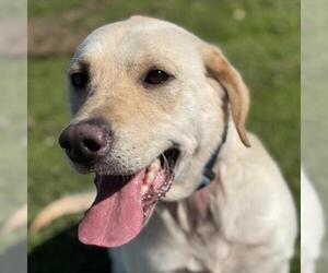 Labrador Retriever Dogs for adoption in San Diego, CA, USA