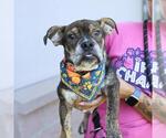 Small Bulldog Mix