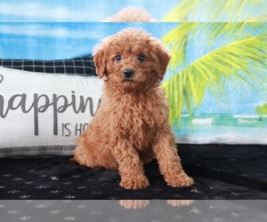 Goldendoodle (Miniature) Puppy for sale in ITASCA, TX, USA
