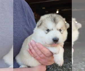 Alaskan Malamute Puppy for sale in CRIVITZ, WI, USA