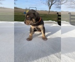 Small Photo #10 Catahoula Leopard Dog Puppy For Sale in GERMANTOWN, IL, USA