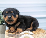 Small #2 Rottweiler