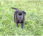 Small #1 Labrador Retriever