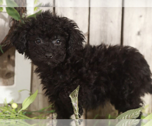 Poodle (Miniature) Puppy for sale in MOUNT VERNON, OH, USA