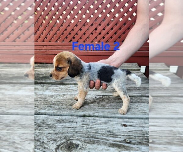 Medium Photo #1 Beagle Puppy For Sale in ATHENS, PA, USA