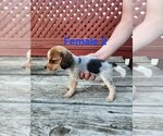 Small Beagle