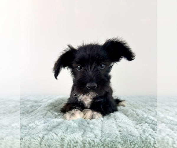 Medium Photo #4 Schnauzer (Miniature) Puppy For Sale in GREENFIELD, IN, USA