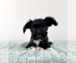 Small #3 Schnauzer (Miniature)
