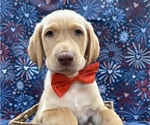Small Photo #24 Labrador Retriever Puppy For Sale in ALAFAYA, FL, USA