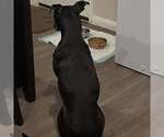 Small Photo #10 Boxador Puppy For Sale in Houston, TX, USA