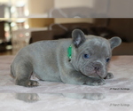 Small #11 French Bulldog
