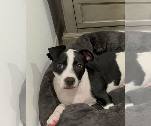 Medium Photo #2 Mutt Puppy For Sale in The Woodlands, TX, USA