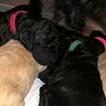 Small Photo #10 Goldendoodle Puppy For Sale in FREDERICKSBURG, VA, USA