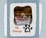 Puppy Ms Orange Golden Retriever