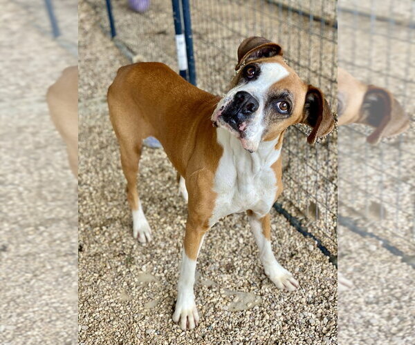 Medium Photo #3 Boxer Puppy For Sale in Austin, TX, USA