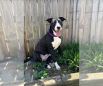 Small #7 American Pit Bull Terrier-Labrador Retriever Mix