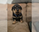 Small #5 Rottweiler