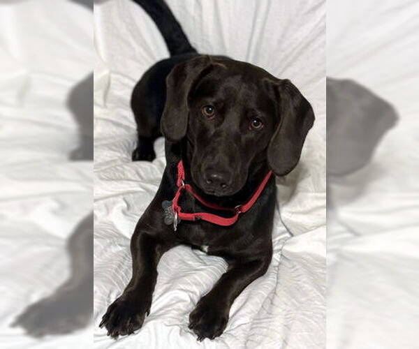 Medium Photo #1 Basset Hound-Chocolate Labrador retriever Mix Puppy For Sale in Deepwater, NJ, USA