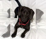 Small Basset Hound-Chocolate Labrador retriever Mix