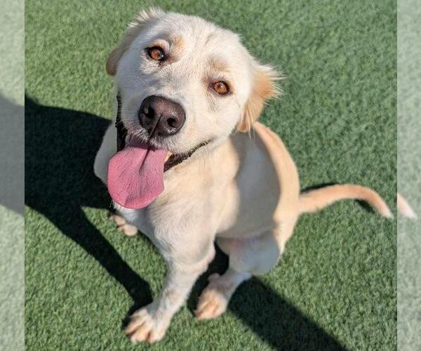 Medium Photo #3 Golden Labrador Puppy For Sale in Rockwall, TX, USA
