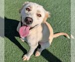 Small #2 Golden Labrador