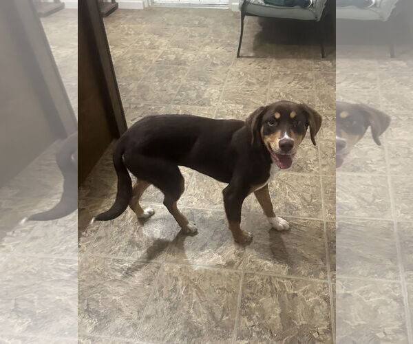 Medium Photo #2 Mutt Puppy For Sale in Eastman, GA, USA