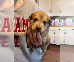 Labrador Retriever-Unknown Mix Dogs for adoption in Crossville, AL, USA