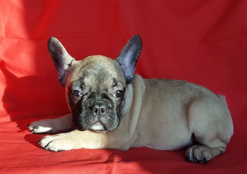 View Ad: French Bulldog Puppy for Sale near Michigan ...
