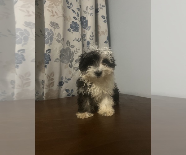 Medium Photo #68 Havanese Puppy For Sale in DURHAM, CT, USA