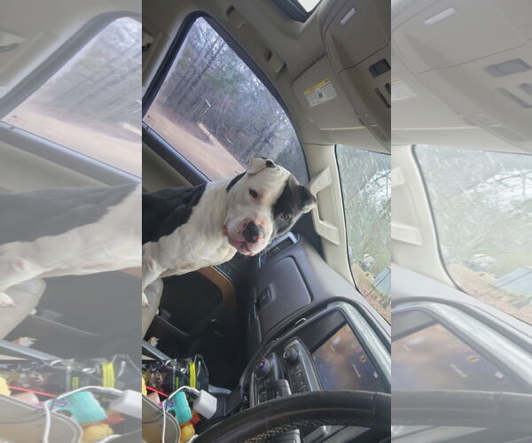 Medium Photo #3 Mutt Puppy For Sale in Alexander, AR, USA