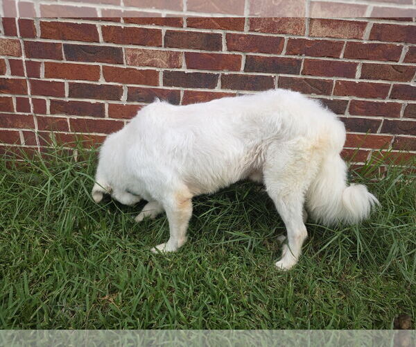 Medium Photo #28 Great Pyrenees-Unknown Mix Puppy For Sale in Houston, TX, USA