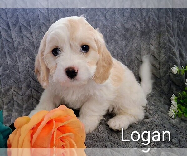 Medium Photo #6 Cavachon Puppy For Sale in STANLEY, WI, USA