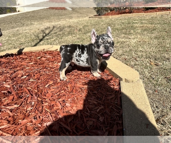 Medium Photo #7 French Bulldog Puppy For Sale in BUFORD, GA, USA