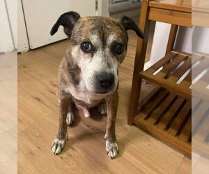 Malcolm - Male Bogle Dog for Adoption - Photo #2