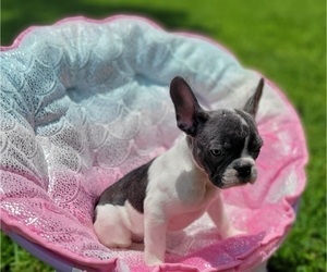 French Bulldog Puppy for sale in TAMPA, FL, USA