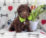 Small Photo #5 Poodle (Miniature)-Schnoodle (Miniature) Mix Puppy For Sale in LAKELAND, FL, USA