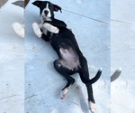 Small #22 American Pit Bull Terrier-Labrador Retriever Mix