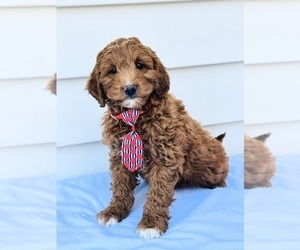 Goldendoodle (Miniature) Puppy for sale in ORLANDO, FL, USA