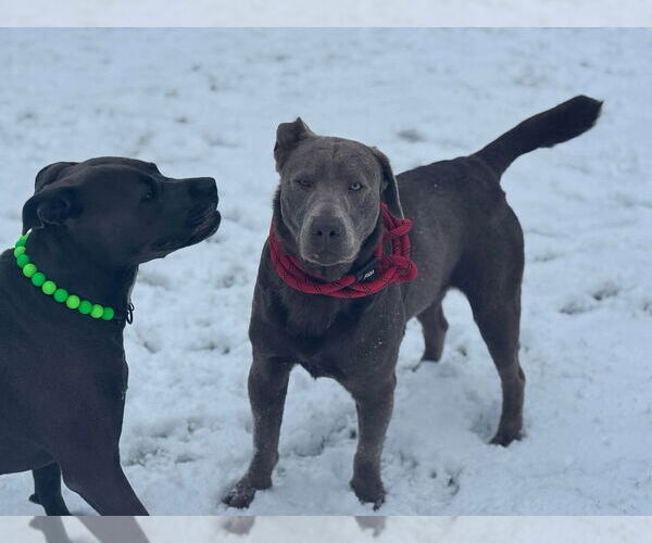 Medium Photo #2 Labrador Retriever Puppy For Sale in Glen Haven, WI, USA