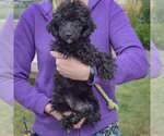 Small Photo #4 Maltese-Unknown Mix Puppy For Sale in Huntley, IL, USA