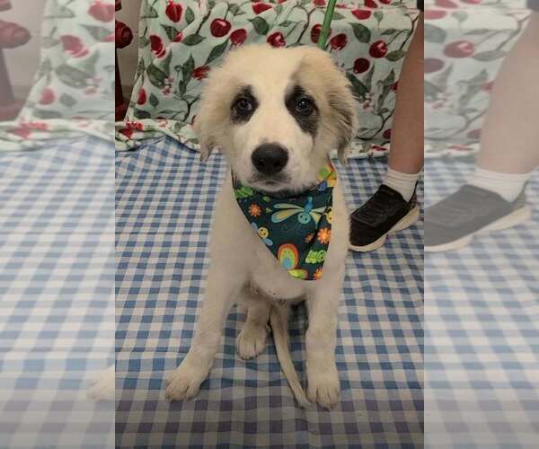 Medium Photo #4 Anatolian Pyrenees Puppy For Sale in New York, NY, USA